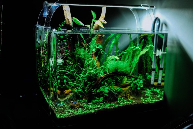 What Turns Aquarium Water Green and How You Can Fix It - InDoor Aquarium IDeas ScaleD