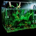 Fish tank with aquatic plants