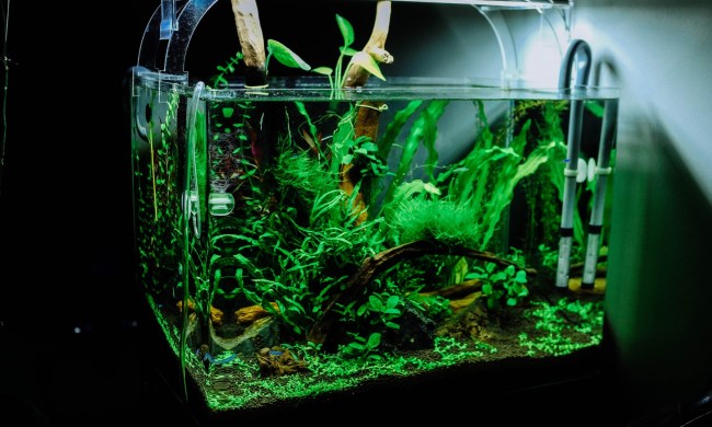 Fish tank with aquatic plants
