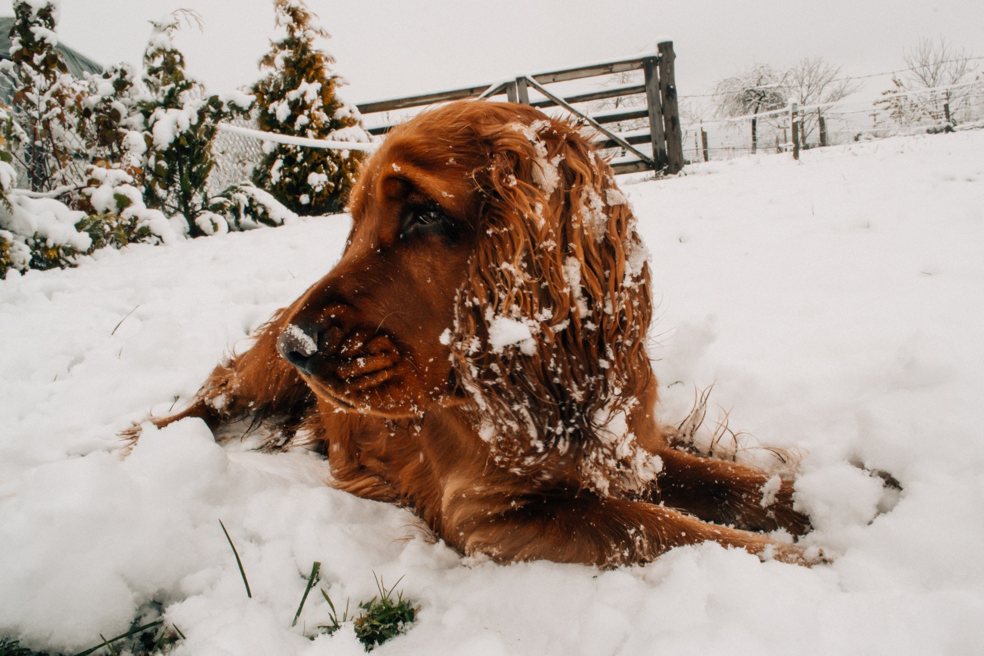 How to Keep A Dog House Warm In The Winter - Ultimate Pet Nutrition