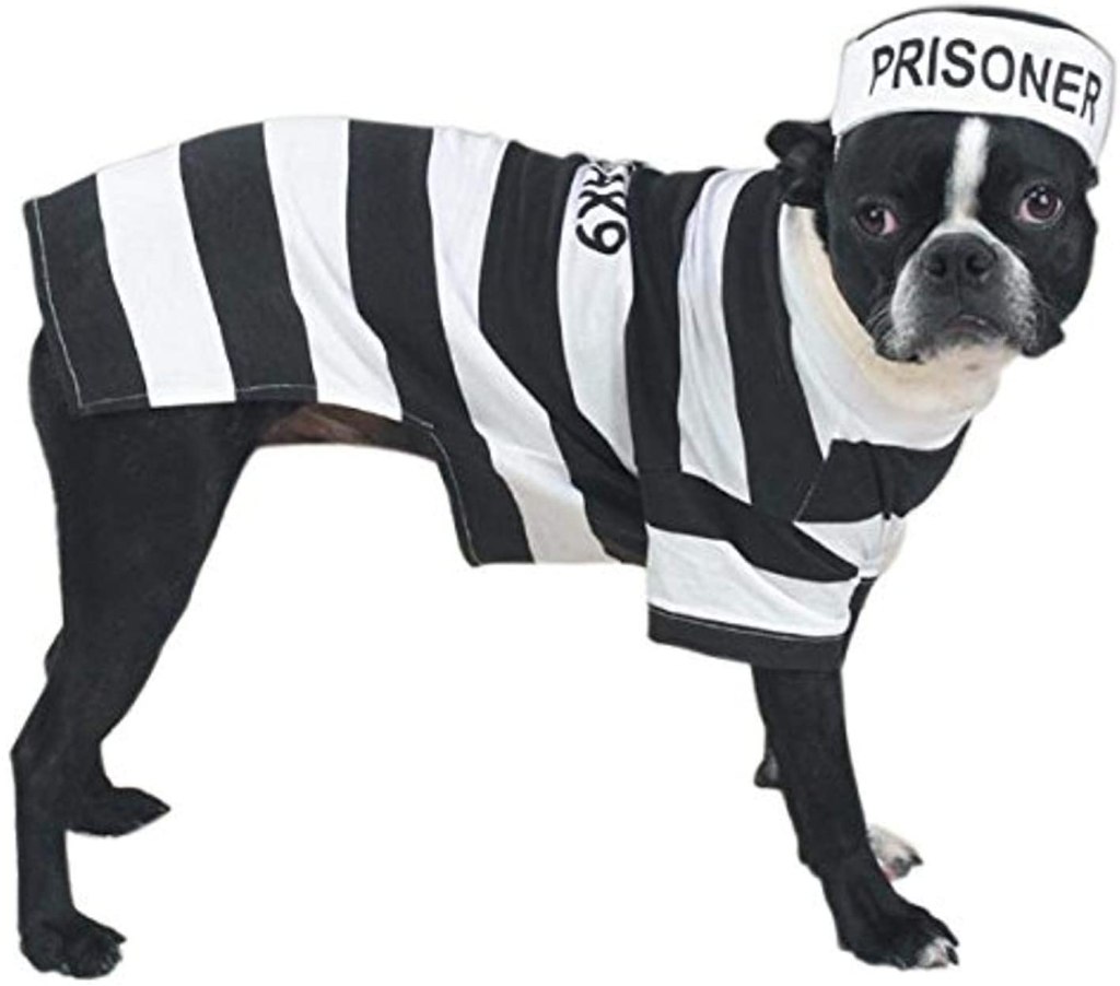 Jailbird šuns kostiumas