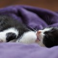 Kitten sleeping in a bed with purple cover