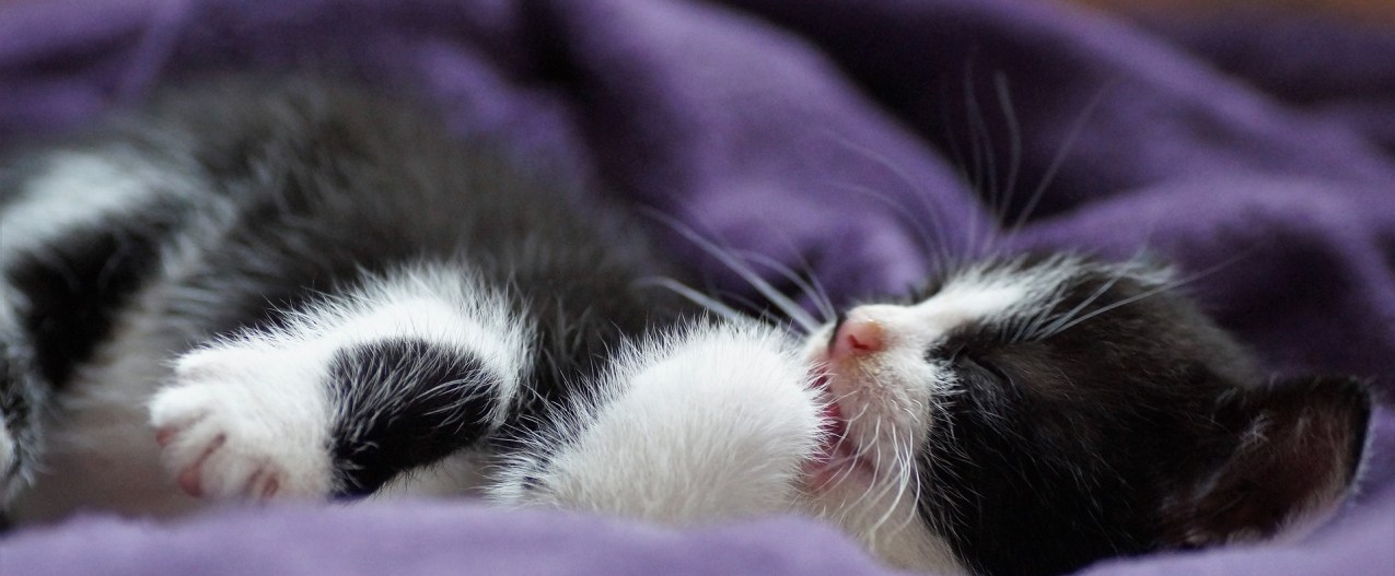 Kitten sleeping in a bed with purple cover