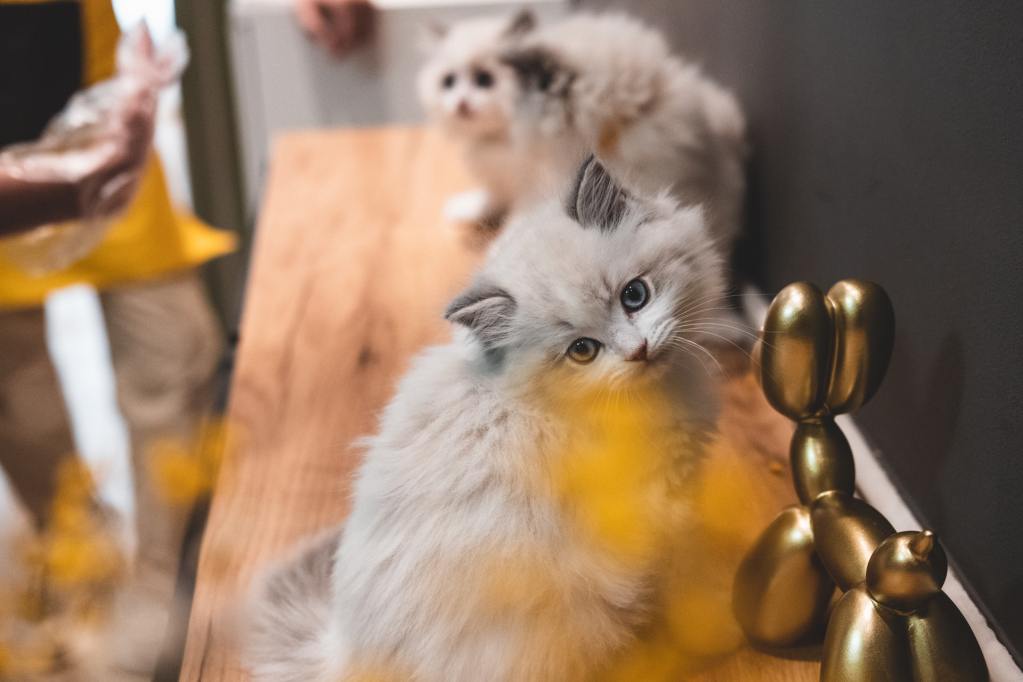 Two kittens on wooden shelves