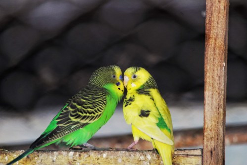 The Humorous Side: Birds of Love in Jokes
