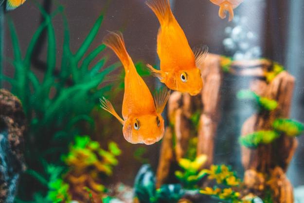 What Turns Aquarium Water Green and How You Can Fix It - Pexels Chait Goli 4365564