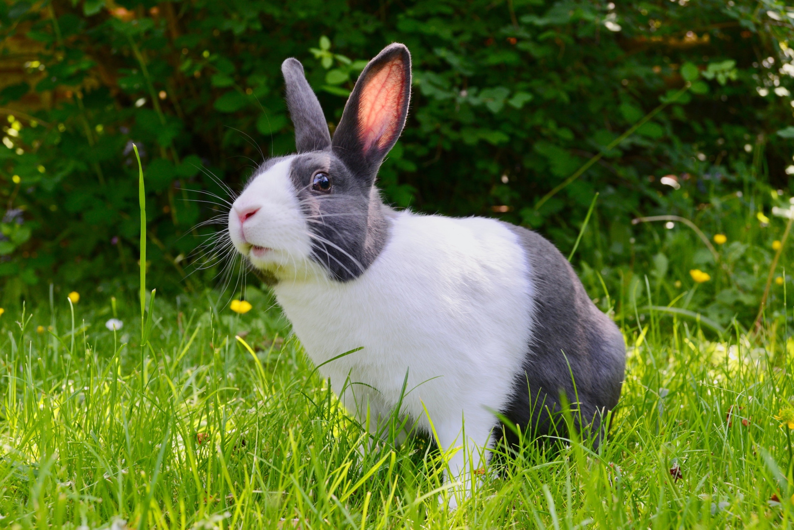 Why Do Rabbits Have Different Colored Eyes?