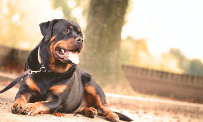 Rottweiler lying down on the ground.
