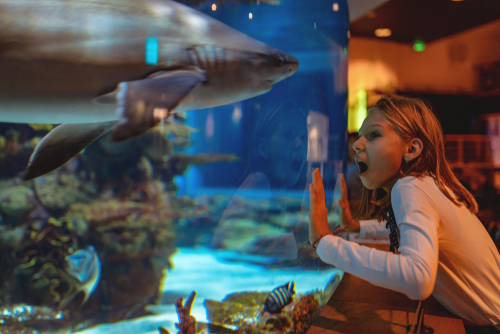 Girl viewing shark in large aquarium