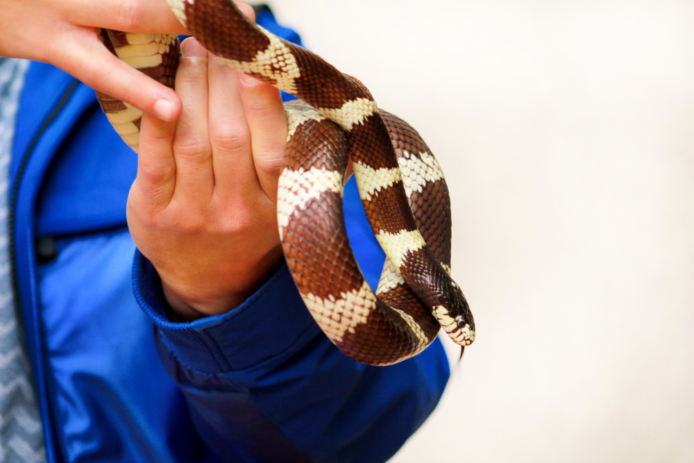 3 Snakes That Make Great Pets and Love to Be Handled PawTracks