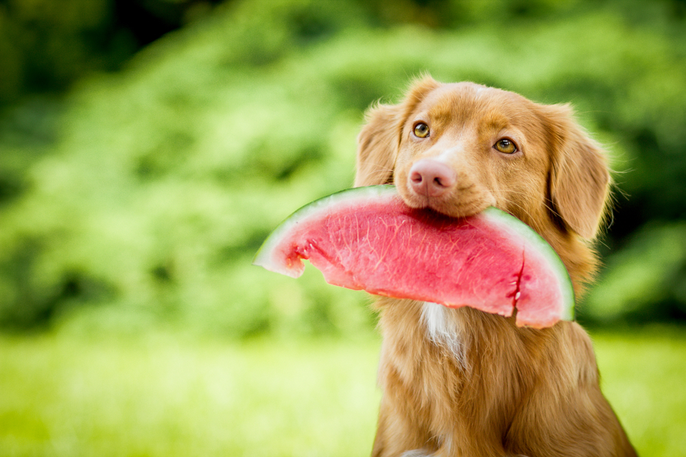dog and watermelon slice