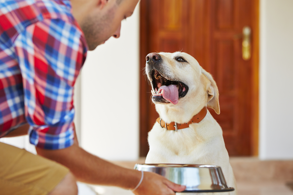 Dinnertime woes: how to soften your dog's food | PawTracks