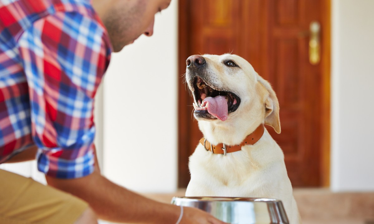 yellow lab being fed dinner
