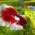 red and white betta in aquarium