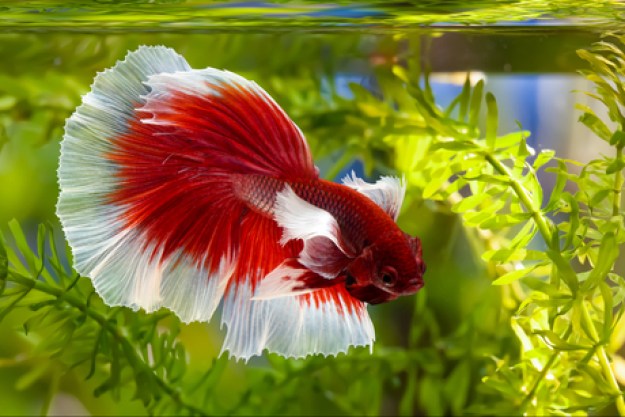 red and white betta in aquarium