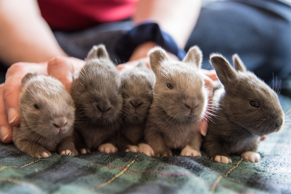 Five brown baby bunnies