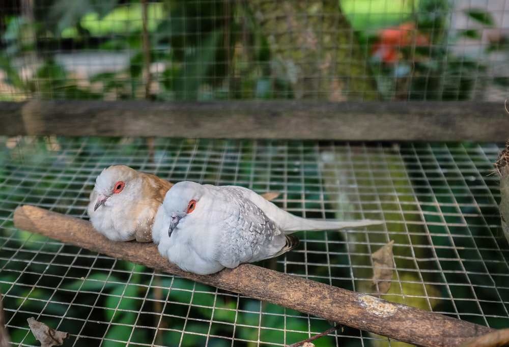 Two white doves on a perch