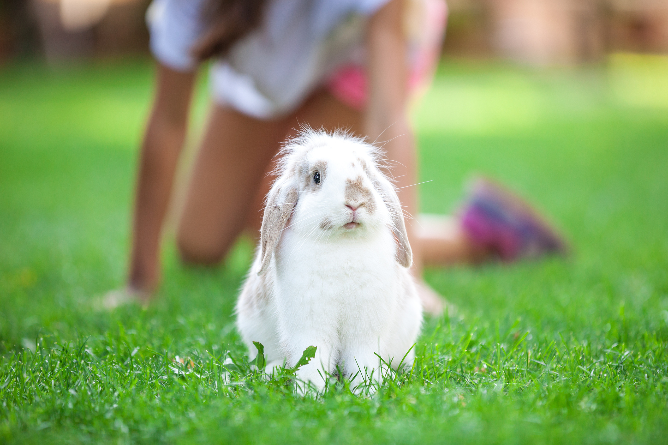 Rabbit sitting on grass outside