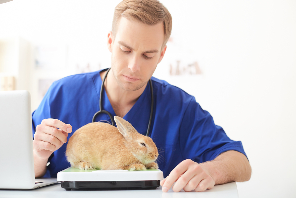 Veterinarian weighing rabbit