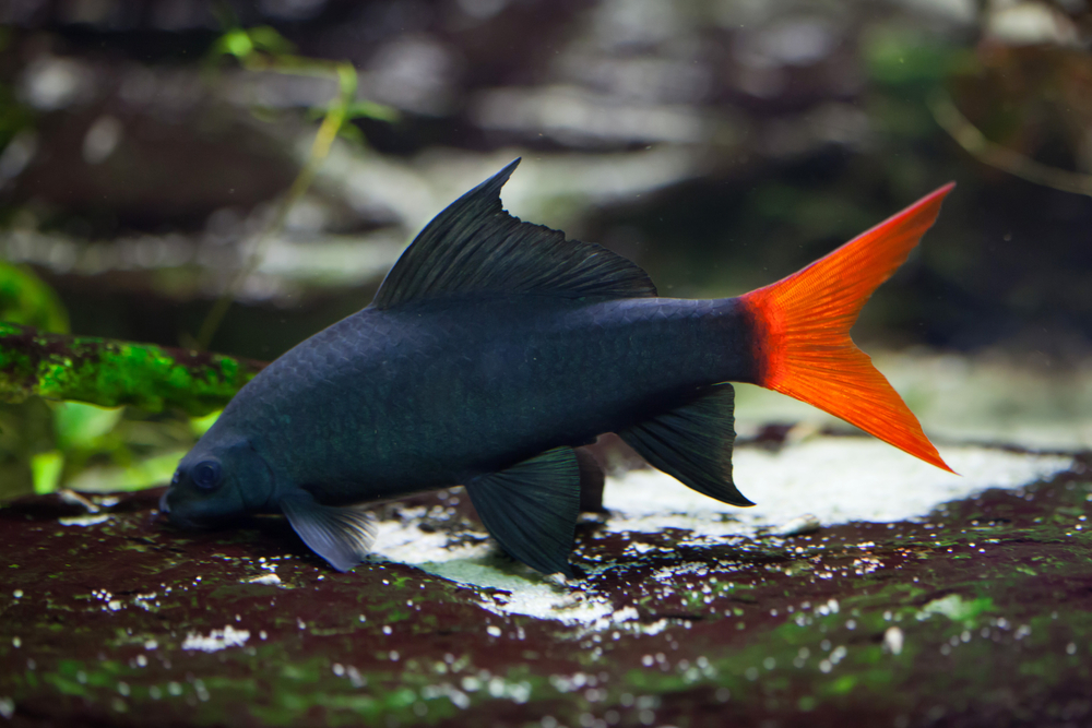 Red tail black shark on bottom of tank