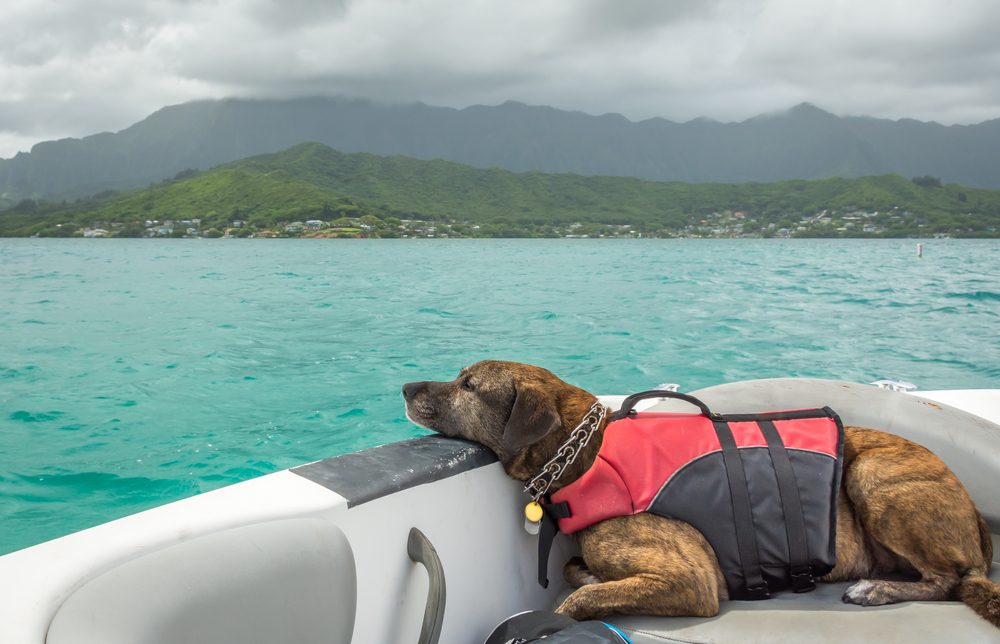 dog resting head on boat