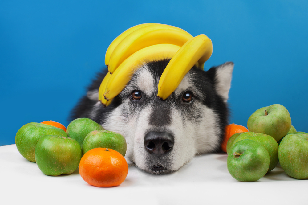 dog with bananas on his head