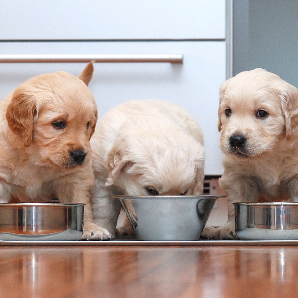 3 puppies eating