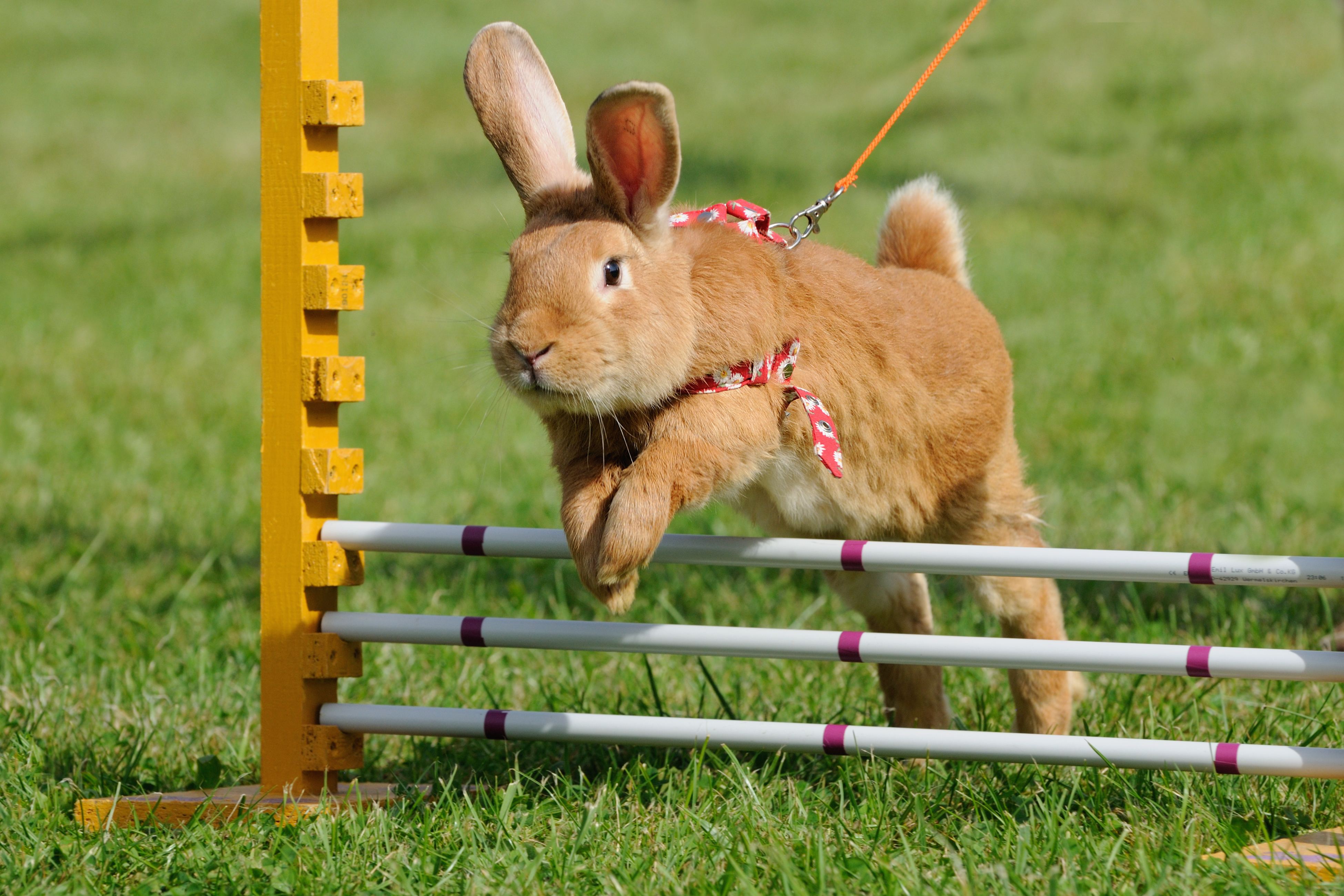 Brown rabbit wearing a harness outside on grass