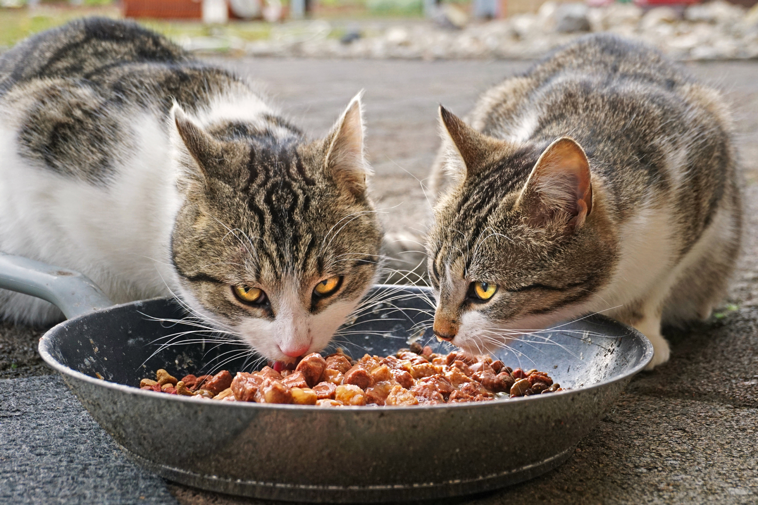 Two cats eating from a bowl