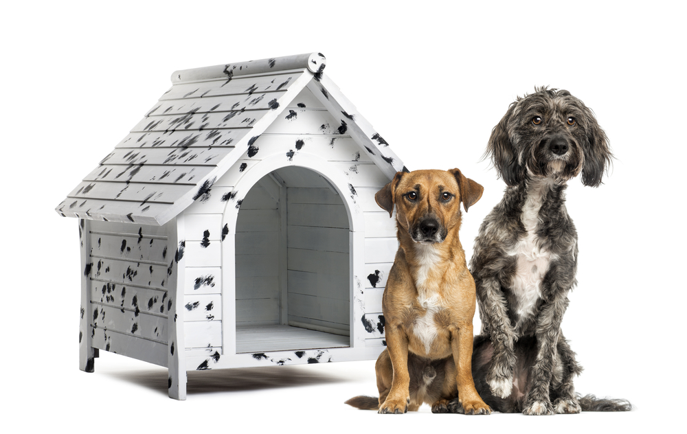 Two mixed breed dogs in front of a painted dog house.