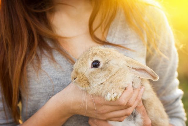 how to train a rabbit to do tricks