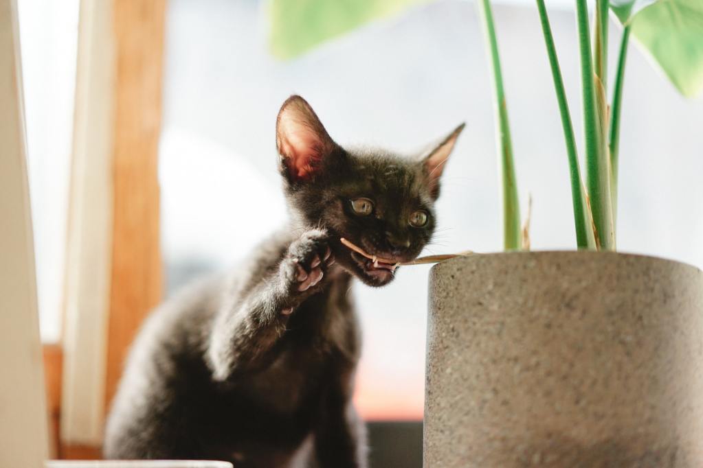 A black kitten eats a houseplant
