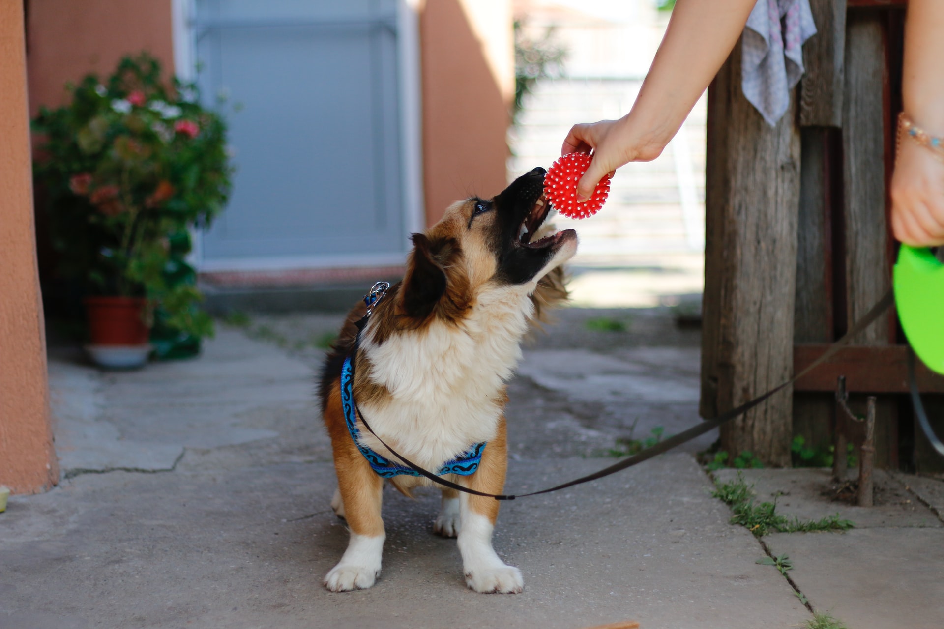 white and brown dog with red toy