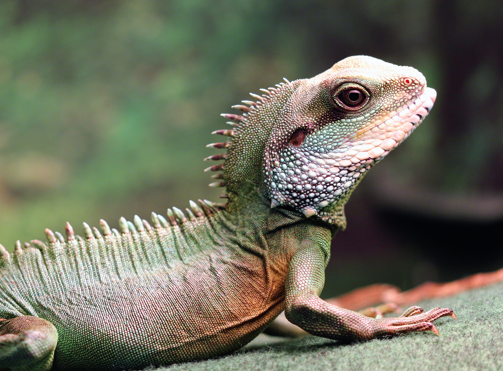 The 5 Most Affectionate Reptiles Who Like to Cuddle | PawTracks