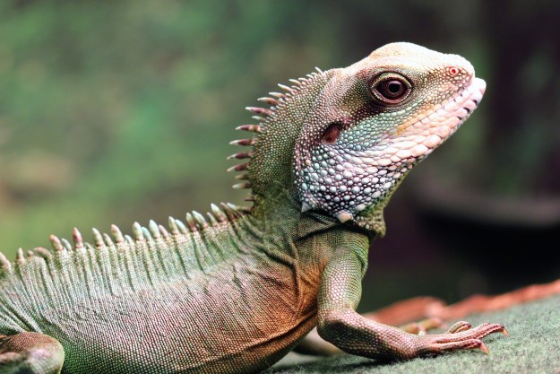 Basking Chinese water dragon