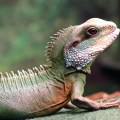 5 most affectionate reptiles basking chinese water dragon