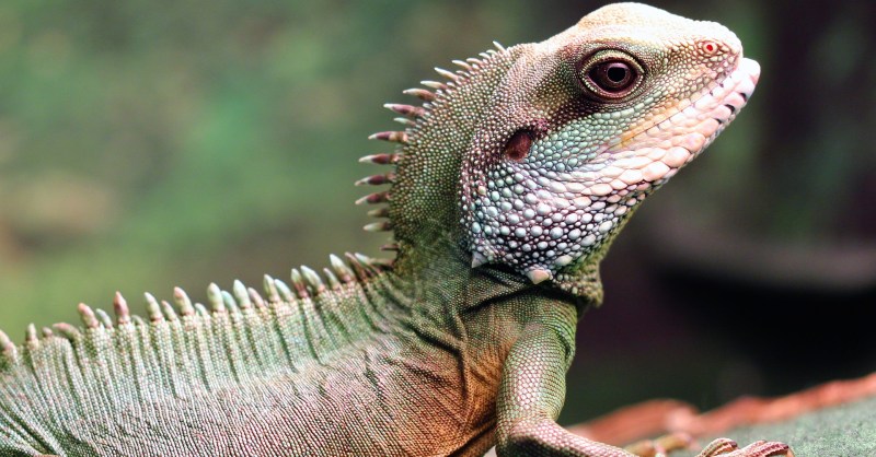 The 5 Most Affectionate Reptiles Who Like to Cuddle | PawTracks