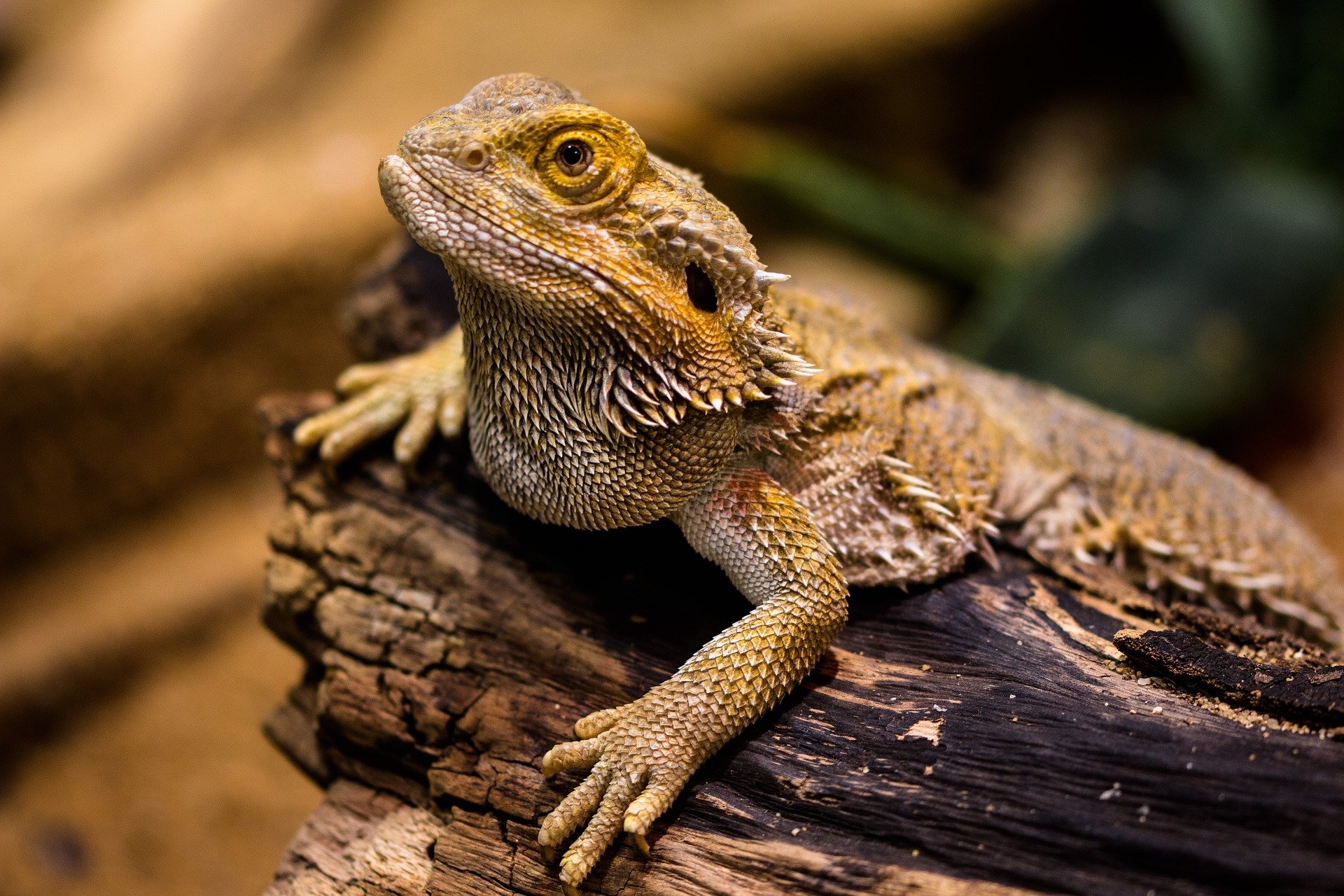 Bearded dragon sitting on a piece of wood