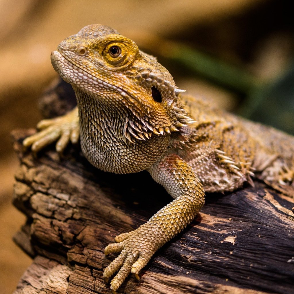 Bearded dragon sitting on a piece of wood
