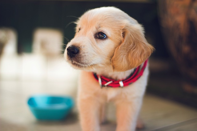 puppy-with-red-collar