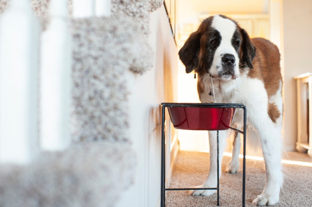 A large Saint Bernard stands over an elevated food dish