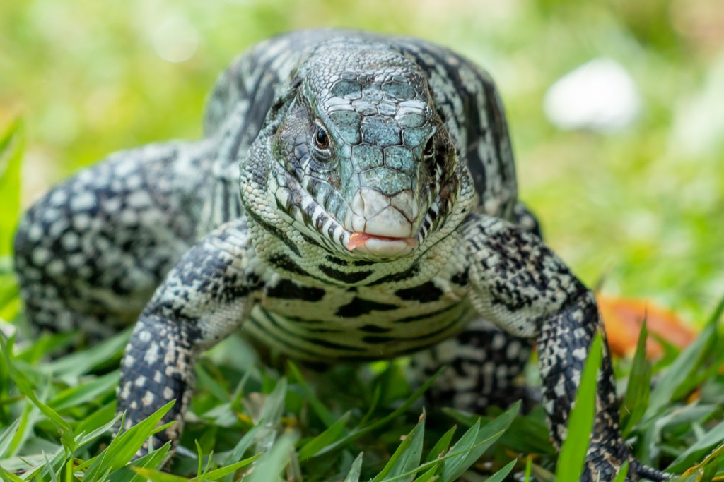 Black and white tegu walking in yard