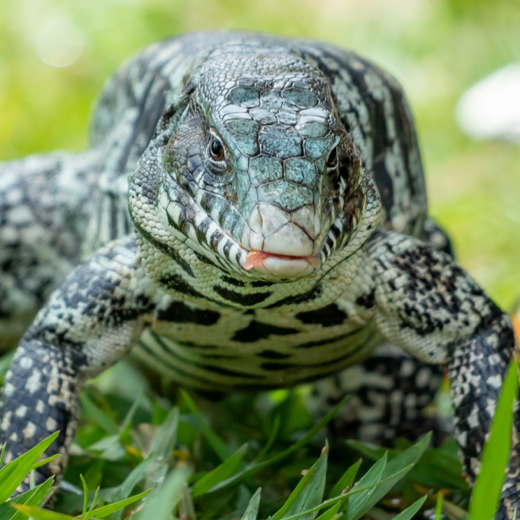 Black and white tegu walking in yard