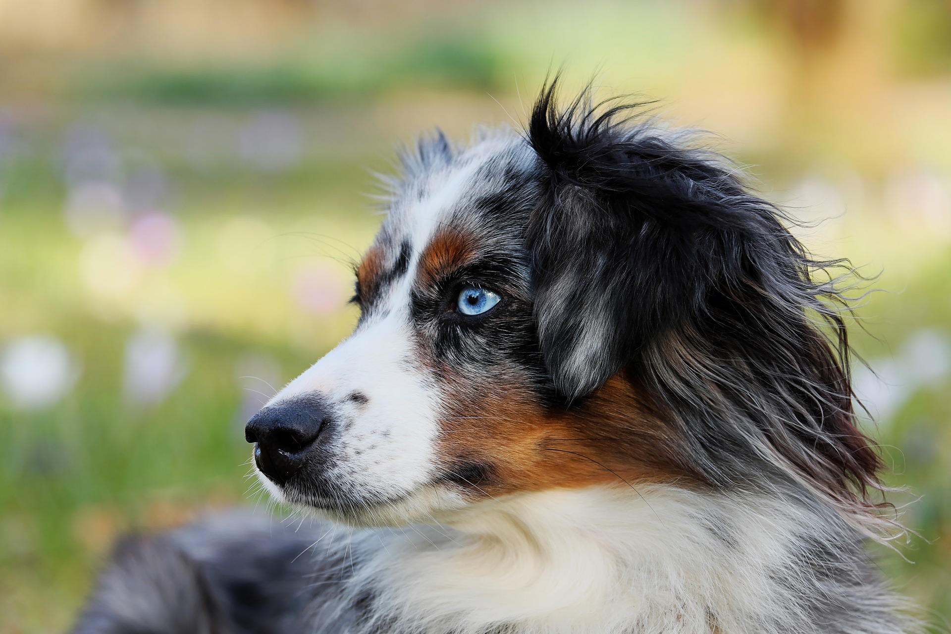 Blue-eyed Australian Shepherd in a field