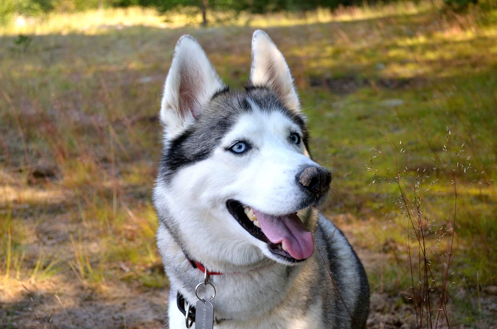 Blue-eyed Siberian Husky in a yard