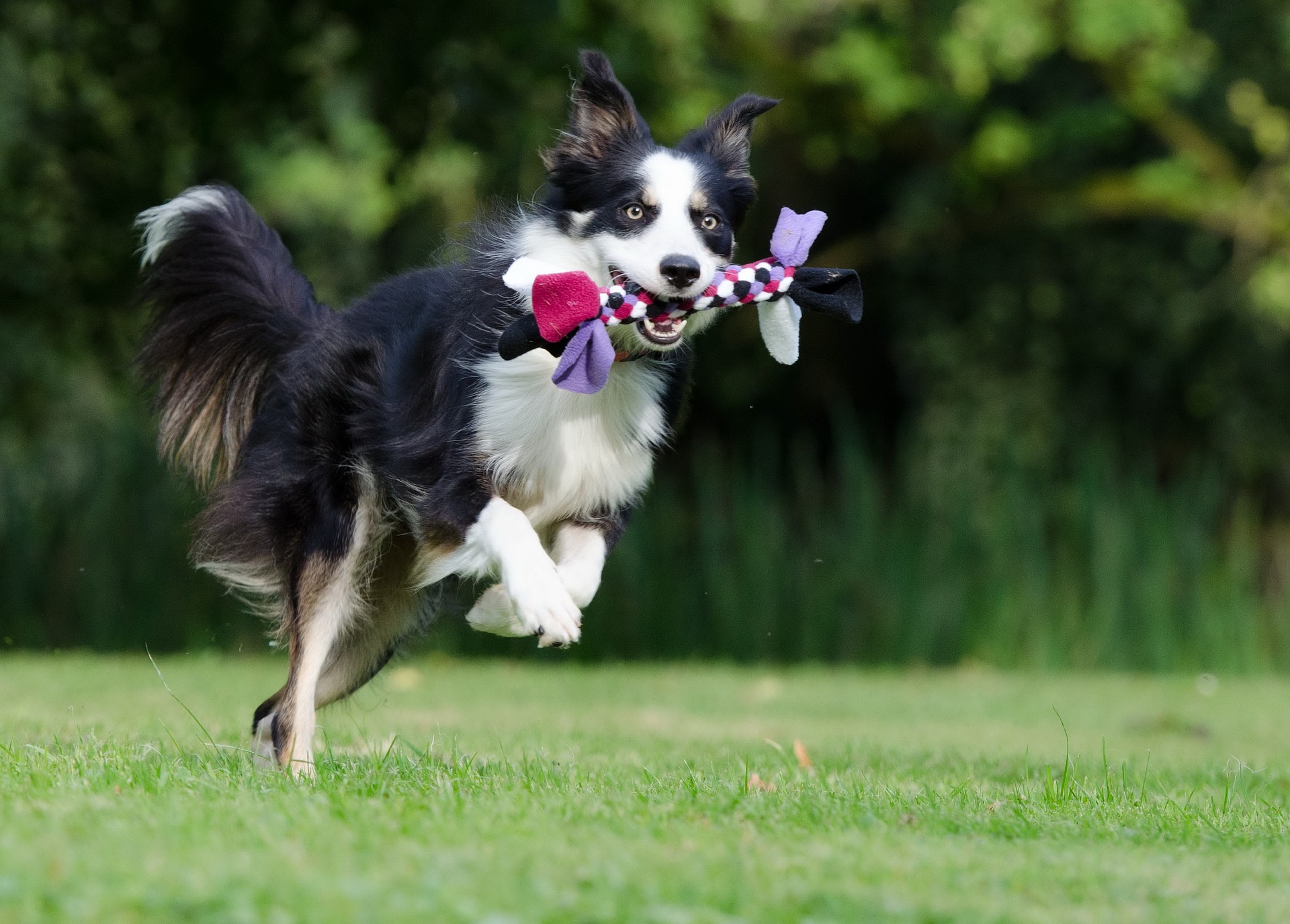 Border Collie playing with a rope toy