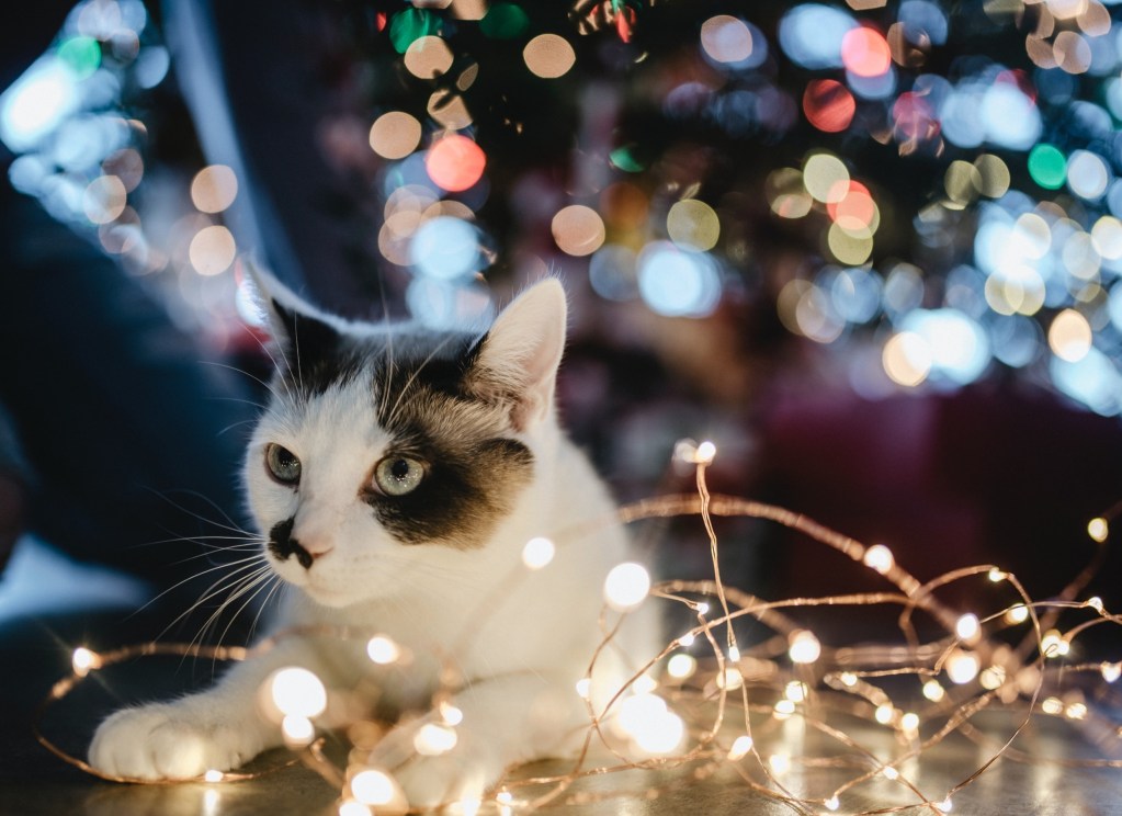 Cat with holiday lights