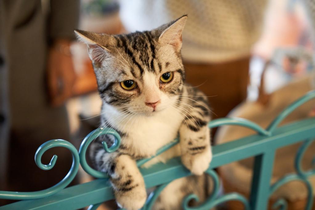 Cat leaning on a metal gate