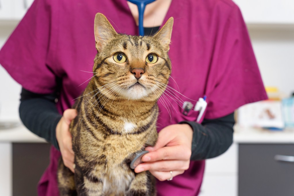 Cat getting checkup at vet