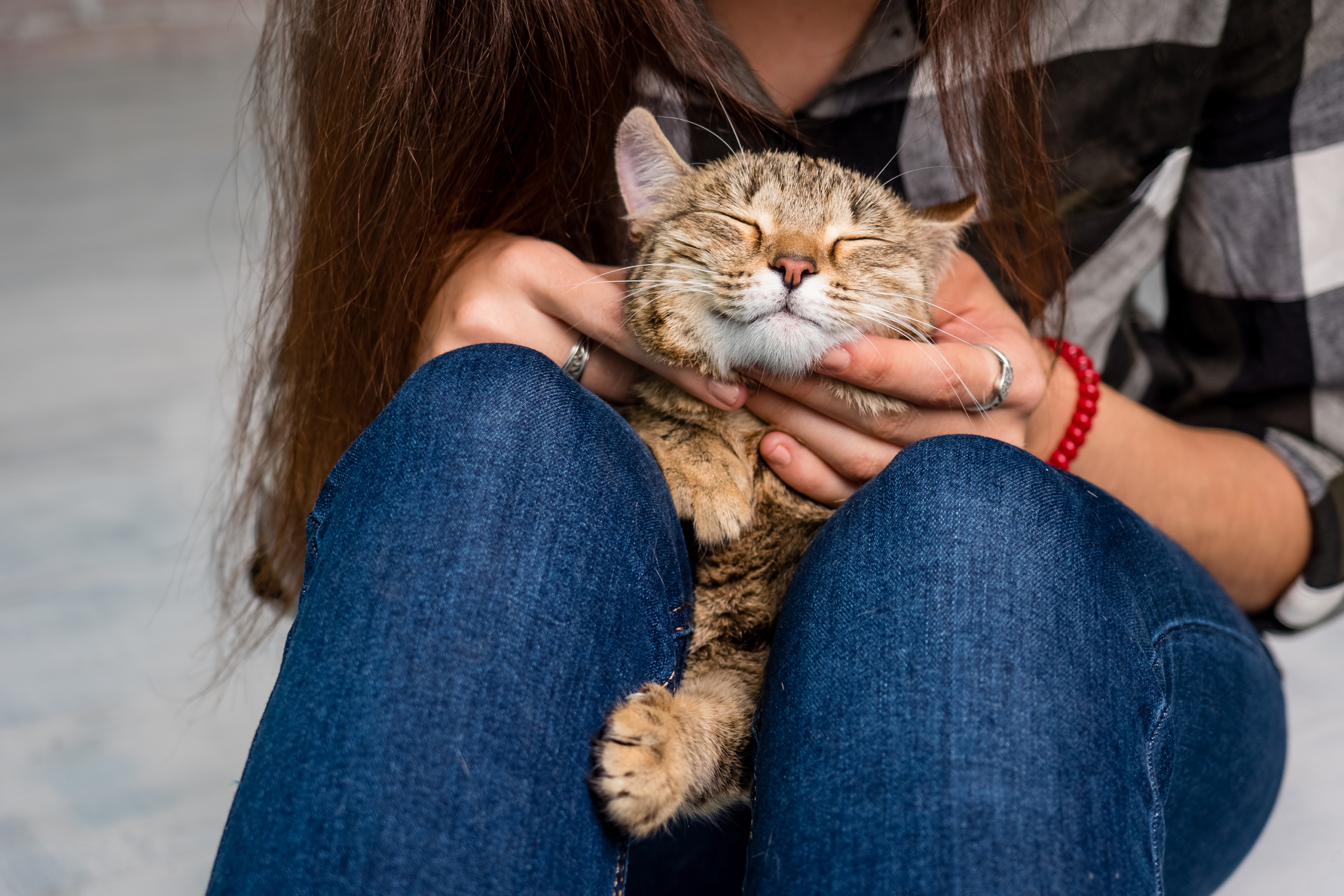 Why Do Cats Like To Sit On Laps?  